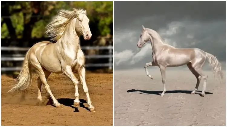 Meet The Akhal-teke, The Horse With A Shimmering Coat That Looks Like It Was Dipped In Liquid Gold