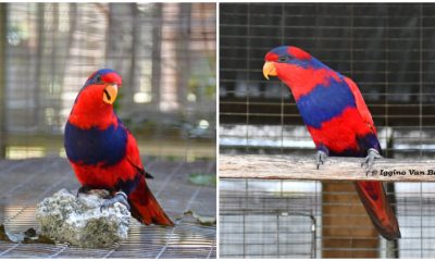 Meet The Breathtaking Red-and-Blue Lory Bird