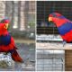 Meet The Breathtaking Red-and-Blue Lory Bird