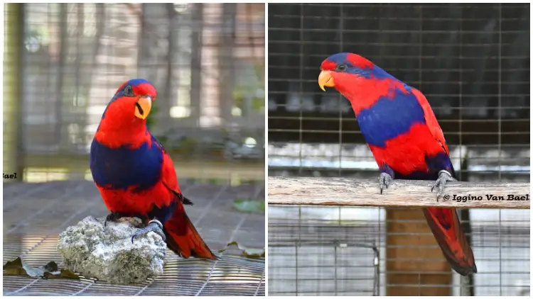Meet The Breathtaking Red-and-Blue Lory Bird
