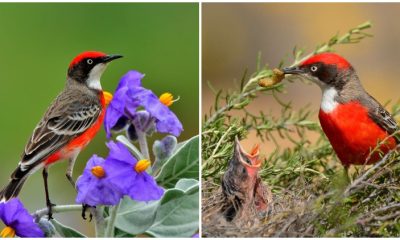 Meet The Crimson Chat, The Brilliantly Hued Songbird