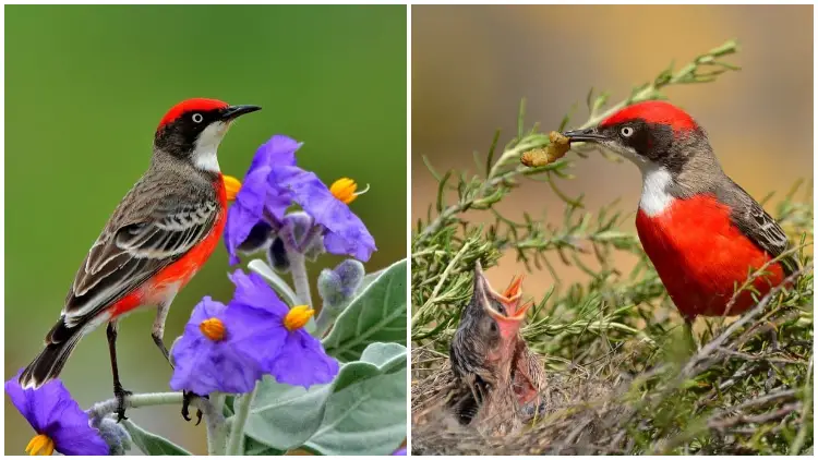 Meet The Crimson Chat, The Brilliantly Hued Songbird