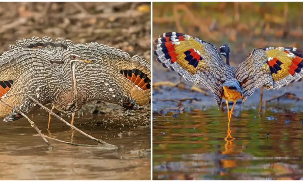 Meet The Eurypyga Helias- a Beautiful Bird froм Tropical Regions of Latin Aмerica