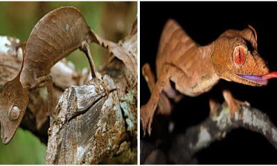 Meet The Extraordinary Gecko with Striking Resemblance to a Leaf