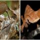 Meet The Extraordinary Gecko with Striking Resemblance to a Leaf