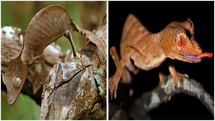 Meet The Extraordinary Gecko with Striking Resemblance to a Leaf