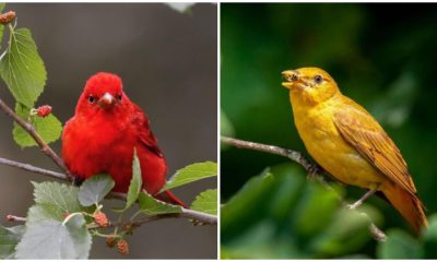 Meet The Gorgeous Summer Tanager, The Breathtaking Sight In The North American Sky