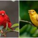 Meet The Gorgeous Summer Tanager, The Breathtaking Sight In The North American Sky