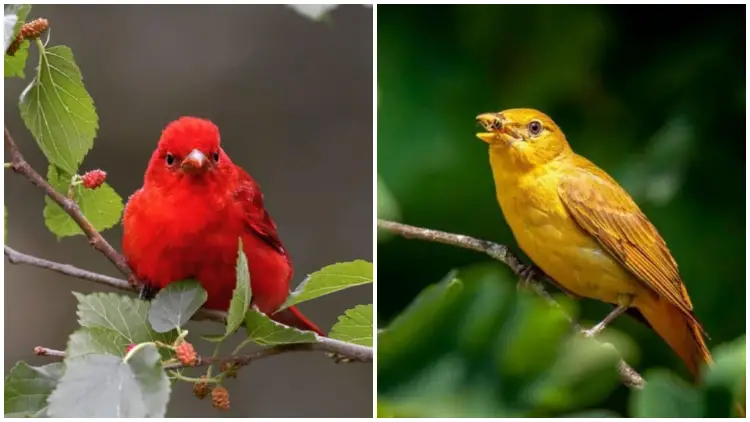 Meet The Gorgeous Summer Tanager, The Breathtaking Sight In The North American Sky