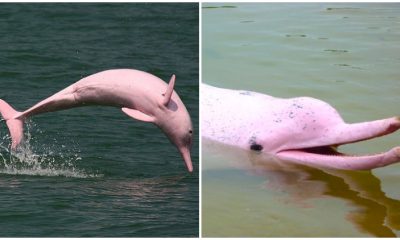 Meet The Pink Amazon River Dolphins - These Stunning Creatures Are Real!