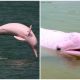 Meet The Pink Amazon River Dolphins - These Stunning Creatures Are Real!