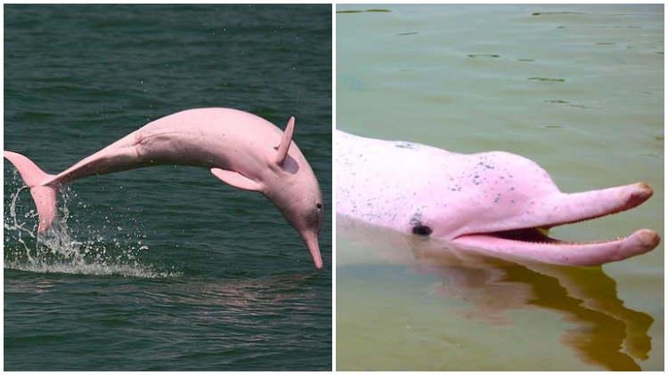 Meet The Pink Amazon River Dolphins - These Stunning Creatures Are Real!