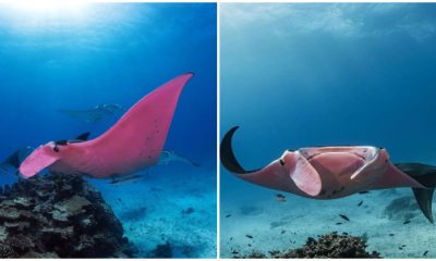 Meet The Pink Manta - A Rare Creature Considered One of The Most Extraordinary Finds on The Planet