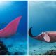 Meet The Pink Manta - A Rare Creature Considered One of The Most Extraordinary Finds on The Planet