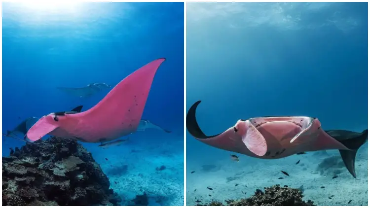 Meet The Pink Manta - A Rare Creature Considered One of The Most Extraordinary Finds on The Planet