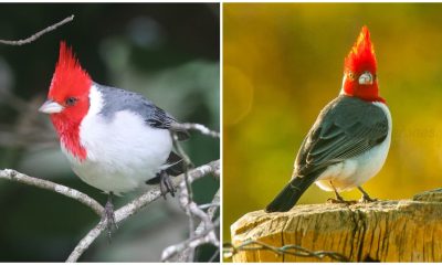 Meet The Red-crested Cardinal, The Bird Has A Vibrant Red Head Pops From A Chest Of Pure White Rendering