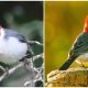 Meet The Red-crested Cardinal, The Bird Has A Vibrant Red Head Pops From A Chest Of Pure White Rendering