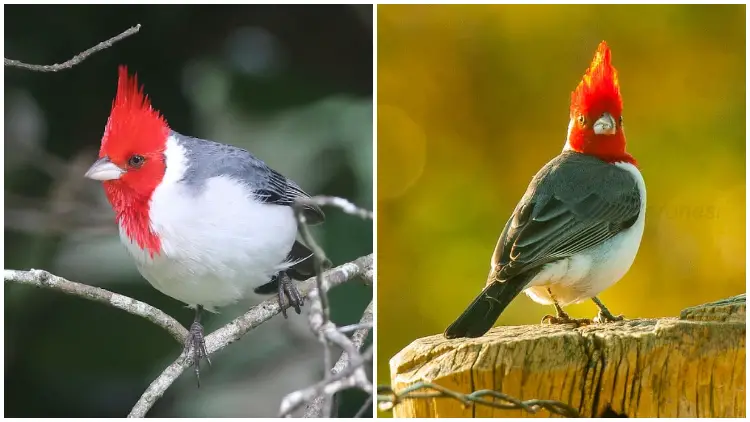 Meet The Red-crested Cardinal, The Bird Has A Vibrant Red Head Pops From A Chest Of Pure White Rendering