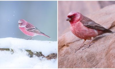 Meet The Rosefinches - The Small, Pink-coated Birds Renowned for The Stunning Beauty