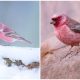 Meet The Rosefinches - The Small, Pink-coated Birds Renowned for The Stunning Beauty