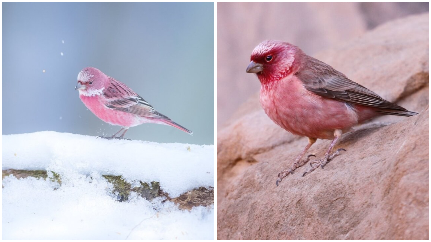 Meet The Rosefinches - The Small, Pink-coated Birds Renowned for The Stunning Beauty