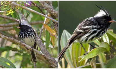 Meet The Small, Spiky Bird with Black-and-white Coloring That Looks Like a Tennis Ball Covered in Zebra Stripes