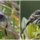 Meet The Small, Spiky Bird with Black-and-white Coloring That Looks Like a Tennis Ball Covered in Zebra Stripes