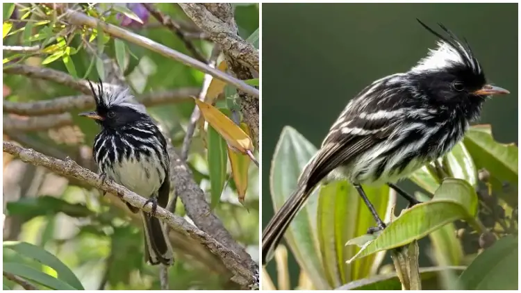 Meet The Small, Spiky Bird with Black-and-white Coloring That Looks Like a Tennis Ball Covered in Zebra Stripes