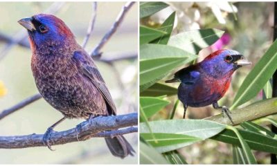 Meet The Striking Varied Bunting, The Gorgeous Bird With Plumage That Resembles A Shimmering Gem