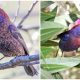 Meet The Striking Varied Bunting, The Gorgeous Bird With Plumage That Resembles A Shimmering Gem