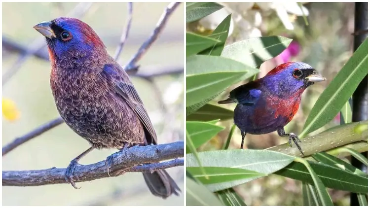 Meet The Striking Varied Bunting, The Gorgeous Bird With Plumage That Resembles A Shimmering Gem