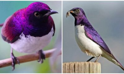 Meet The Stunning Violet-Backed Starling