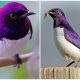 Meet The Stunning Violet-Backed Starling