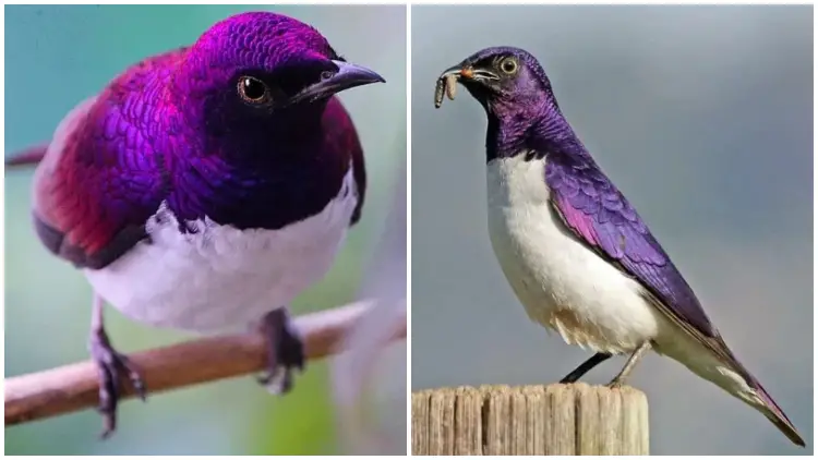 Meet The Stunning Violet-Backed Starling