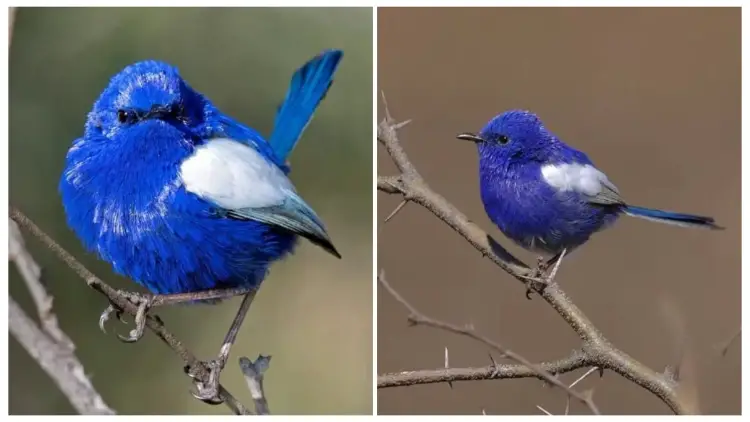 Meet The White-winged Fairywren Which Is a Bird with Bright Blue Sapphire Coloring That Resembles a Flying Gem in the Air