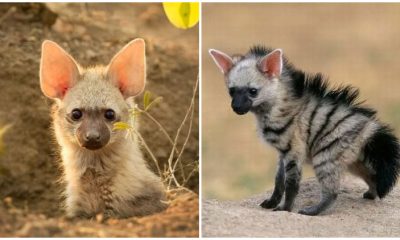 Meet the Aardwolf, The Endearing Small "Wolf" You Didn't Know Existed