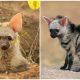 Meet the Aardwolf, The Endearing Small "Wolf" You Didn't Know Existed