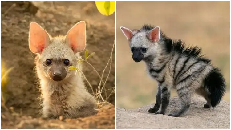 Meet the Aardwolf, The Endearing Small "Wolf" You Didn't Know Existed
