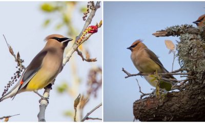 Meet the Cedar Waxwing, The Remarkable Bird with a Striking Hairstyle Resembling a Real-Life Po