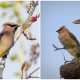 Meet the Cedar Waxwing, The Remarkable Bird with a Striking Hairstyle Resembling a Real-Life Po