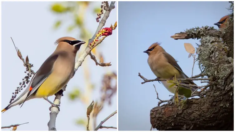 Meet the Cedar Waxwing, The Remarkable Bird with a Striking Hairstyle Resembling a Real-Life Po
