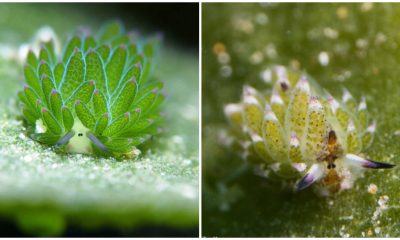 Meet the Cute "Sea Sheep": A Cartoonish Creature That Can Photosynthesize