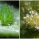 Meet the Cute "Sea Sheep": A Cartoonish Creature That Can Photosynthesize