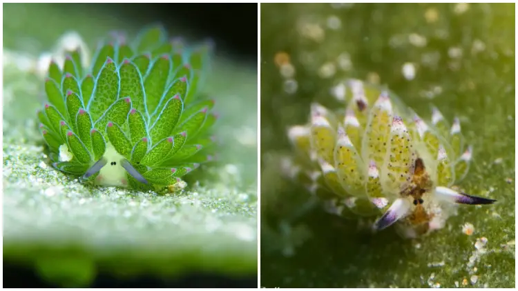 Meet the Cute "Sea Sheep": A Cartoonish Creature That Can Photosynthesize