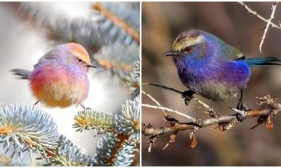 Meet the Delightful Bird with Colorful Feathers that Will Warm Your Heart with its Enchanting Charm