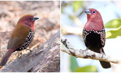 Meet the Delightful Pink-Throated Twinspot, The Beautiful Bird with Playful Polka Dots