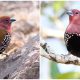 Meet the Delightful Pink-Throated Twinspot, The Beautiful Bird with Playful Polka Dots