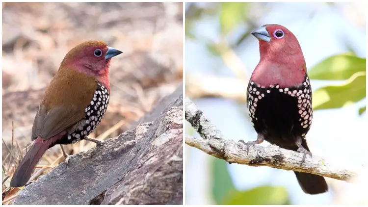 Meet the Delightful Pink-Throated Twinspot, The Beautiful Bird with Playful Polka Dots