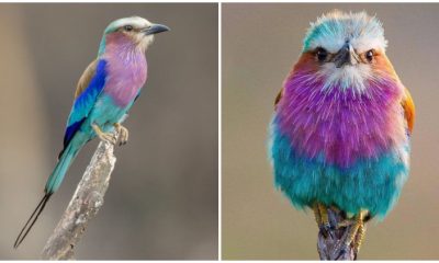 Meet the Lilac-Breasted Roller, the Most Captivating Bird Soaring the African Skies