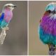 Meet the Lilac-Breasted Roller, the Most Captivating Bird Soaring the African Skies